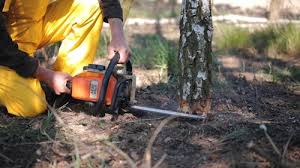 Best Tree Cabling and Bracing  in Heavener, OK